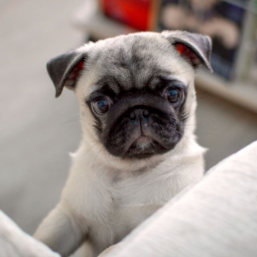puppy after a pet allergy tests