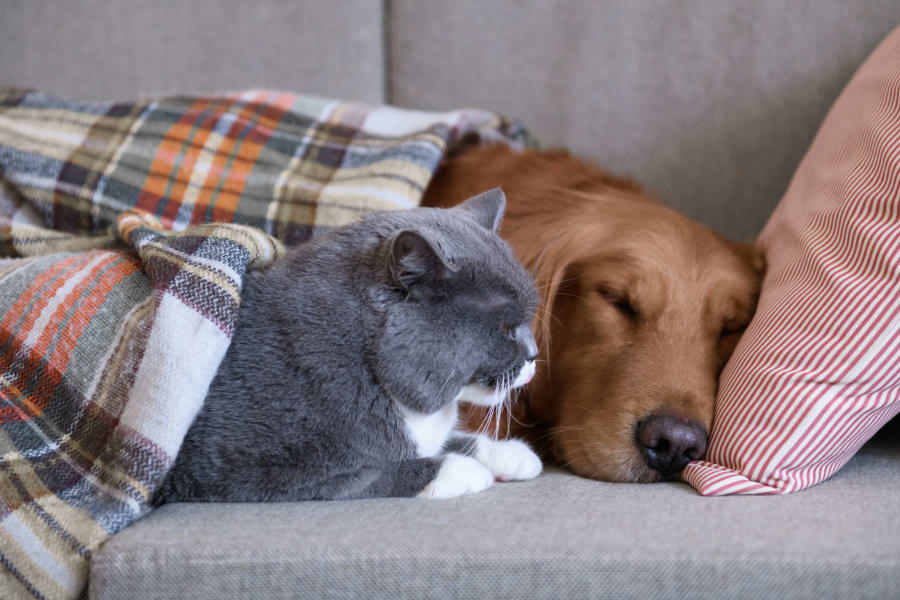 cat and dog at animal hospital