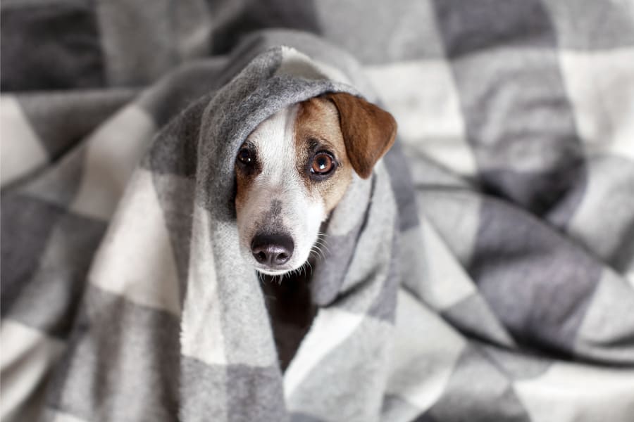 dog on bed at animal clinic