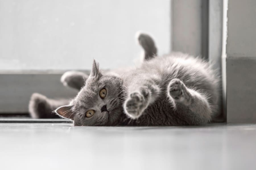 cat after surgery